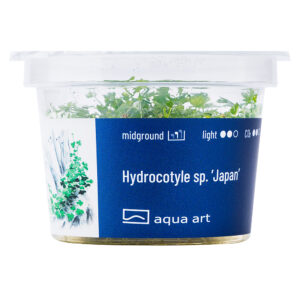 Biljka2 Biljka Hydrocotyle tripartita "Japan" in vitro